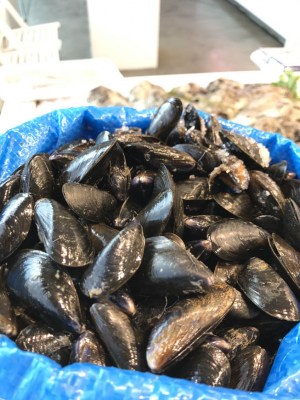 Moules-de-bouchot