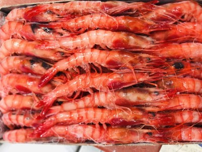 gamba-roja