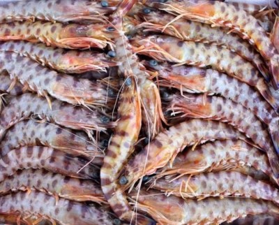 langostino-tigre